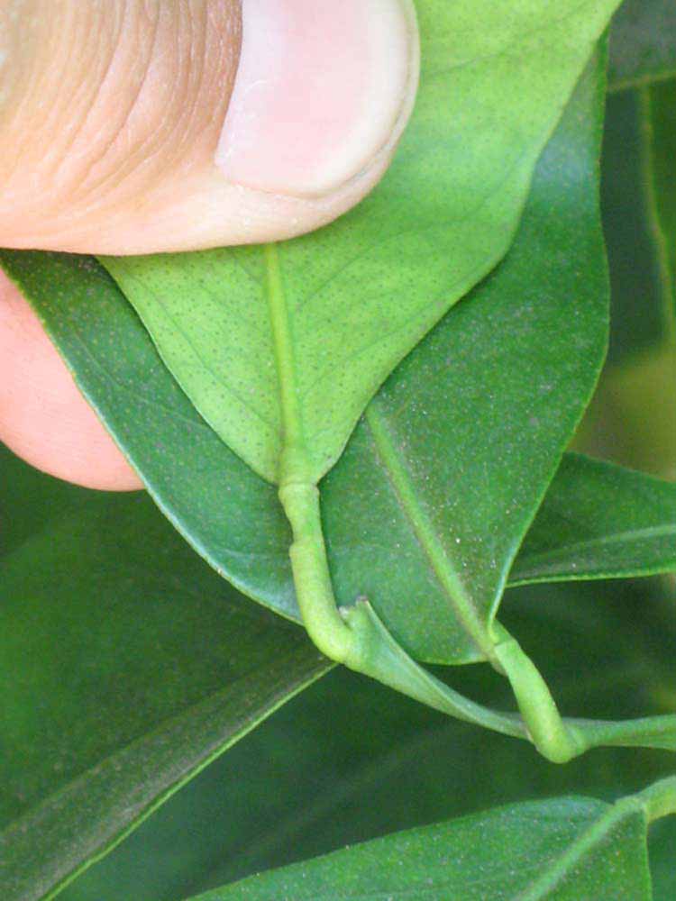              Petiole (Riverside, CA)       